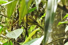 Eucometis penicillata cristata