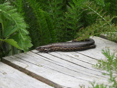 Oligosoma inconspicuum