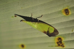 Odontoptera carrenoi