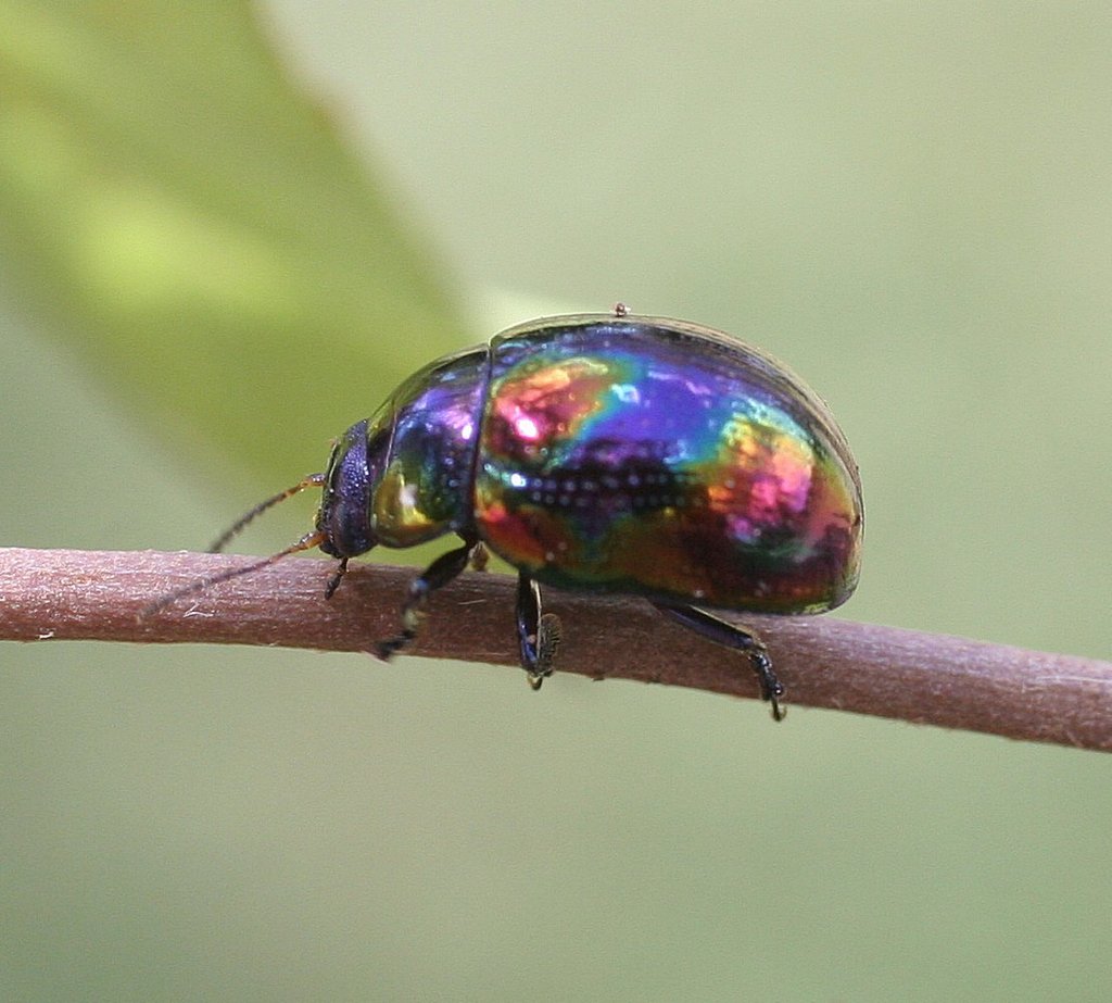 Callidemum tibialis