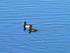 Aythya fuligula