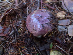 Russula murrillii