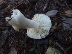 Russula murrillii