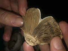 Chlorophyllum molybdites