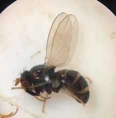 Camillidae