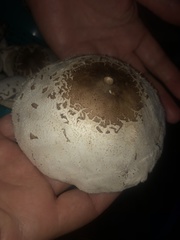 Chlorophyllum molybdites