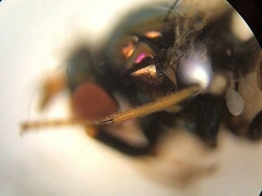 Camillidae