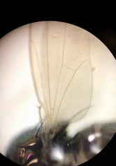 Camillidae