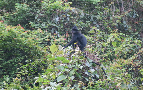 Hatinh Langur