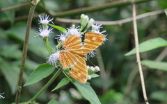 Chersonesia risa