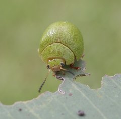 Paropsis rufitarsis