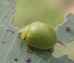 Paropsis rufitarsis