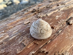 Acmaea