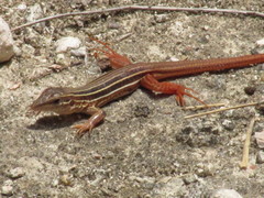 Aspidoscelis angusticeps angusticeps