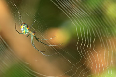 Leucauge argyrobapta