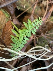 Vicia gigantea