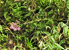 Epidendrum laeve
