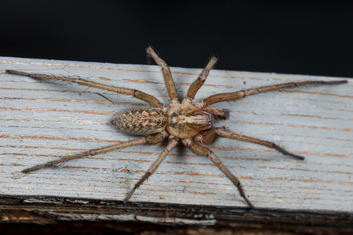 Hobo spider