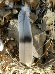 Patagioenas