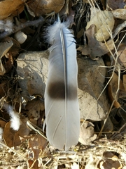 Patagioenas
