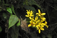 Verbesina humboldtii