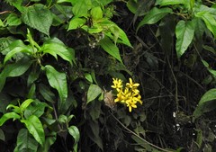 Verbesina humboldtii