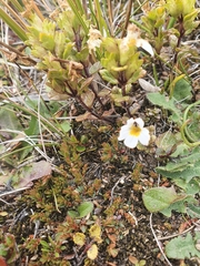 Euphrasia laingii