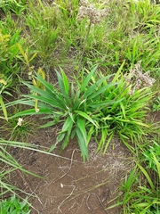 Helichrysum allioides
