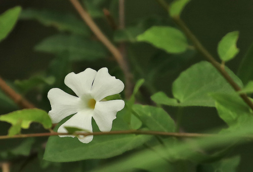 Image of Thunbergia neglecta by (c) Wynand Uys, some rights reserved (CC BY)