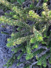 Cullumia setosa