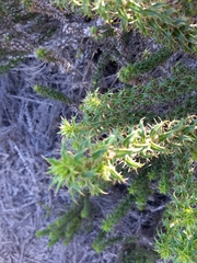 Cullumia setosa