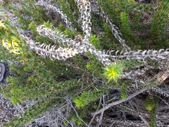 Cullumia setosa