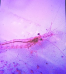 Paratya curvirostris