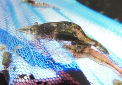 Paratya curvirostris