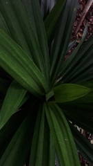Pandanus amaryllifolius