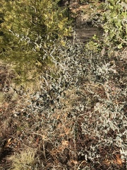 Ceanothus cordulatus