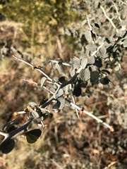 Ceanothus cordulatus