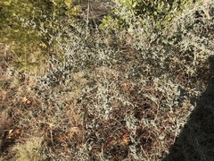 Ceanothus cordulatus