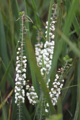 Acacia hastulata