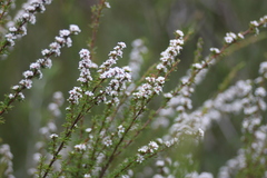 Taxandria parviceps