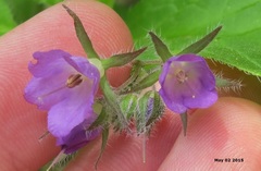 Brachybotrys paridiformis