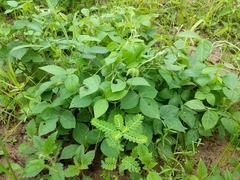 Macrotyloma uniflorum