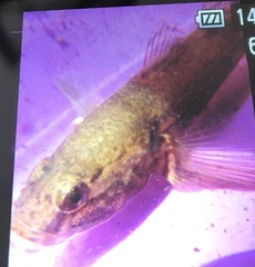 Gobiomorphus gobioides