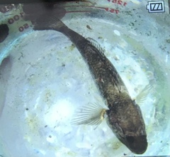 Gobiomorphus gobioides