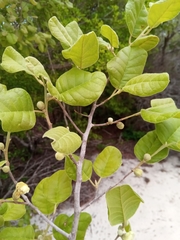 Perrierodendron boinense