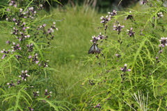 Cirsium microspicatum microspicatum