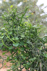 Cissus quadrangularis