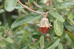 Diplolaena dampieri