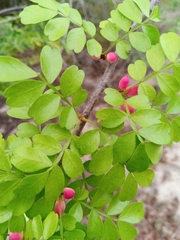 Doratoxylon chouxii image