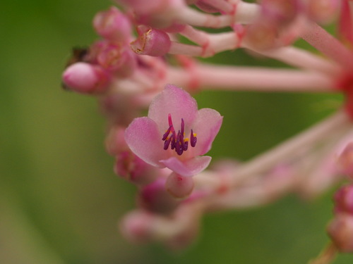 How to identify Medinilla cumingii Naudin